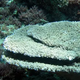 Table Coral, photo 8