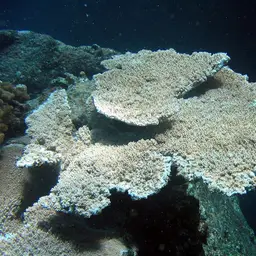 Table Coral, photo 9