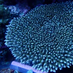 Staghorn Coral, photo 1