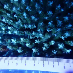 Staghorn Coral, photo 2