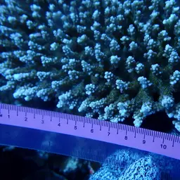 Staghorn Coral, photo 3