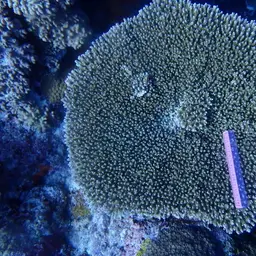 Staghorn Coral, photo 4