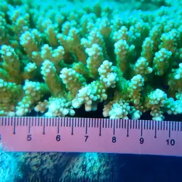 Staghorn Coral, photo 5