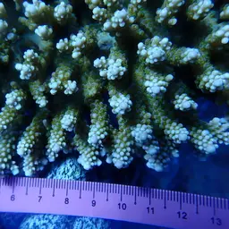 Staghorn Coral, photo 6