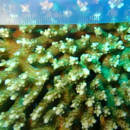 Staghorn Coral, photo 7