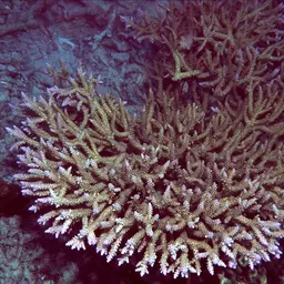 Staghorn Coral, photo 8