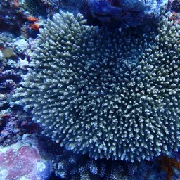 Staghorn Coral, photo 9
