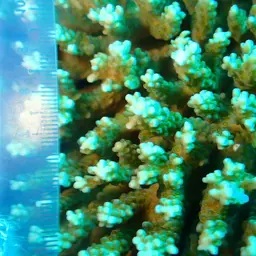 Staghorn Coral, photo 10