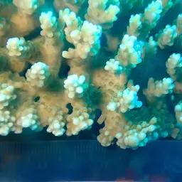 Staghorn Coral, photo 11
