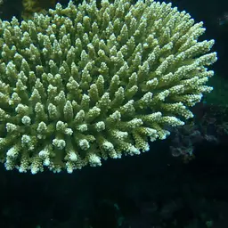 Staghorn Coral, photo 12