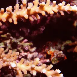 Bottlebrush Coral