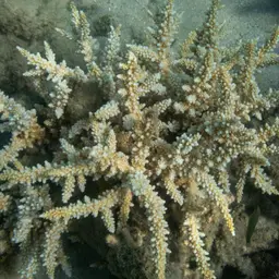 Bottlebrush Coral, photo 2