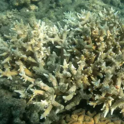 Bottlebrush Coral, photo 3