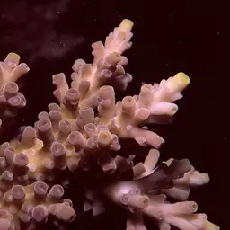 Bottlebrush Coral, photo 4