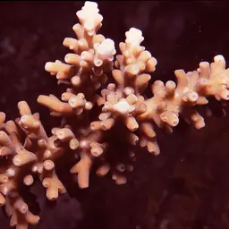 Bottlebrush Coral, photo 5