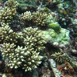 Bottlebrush Coral, photo 6