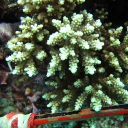 Bottlebrush Coral, photo 7