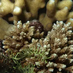Bottlebrush Coral, photo 8