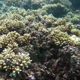 Bottlebrush Coral, photo 9