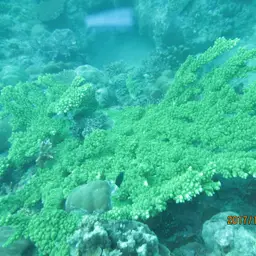 Branch Coral, photo 2