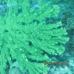 Branch Coral, photo 3