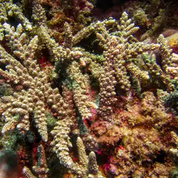 Branch Coral, photo 4