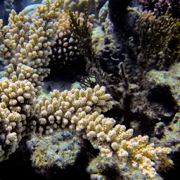 Branch Coral, photo 5