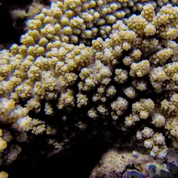 Branch Coral