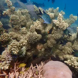Branch Coral, photo 6