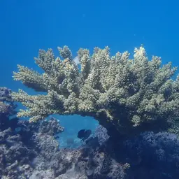 Branch Coral, photo 7