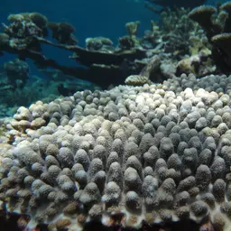Staghorn Coral, photo 2