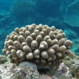 Staghorn Coral, photo 1