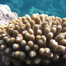 Staghorn Coral, photo 3