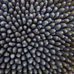 Staghorn Coral, photo 4