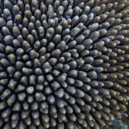 Staghorn Coral, photo 5