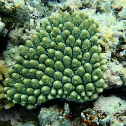 Staghorn Coral, photo 6