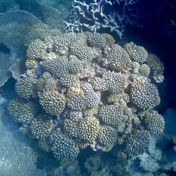 Staghorn Coral, photo 7