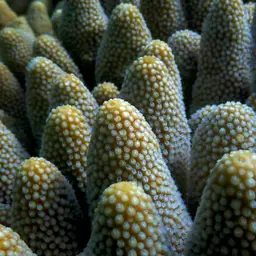Staghorn Coral, photo 8