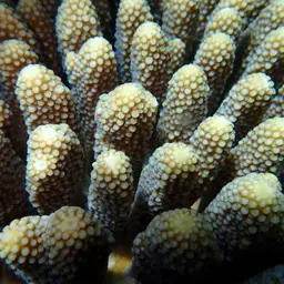 Staghorn Coral, photo 9