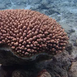 Staghorn Coral, photo 10