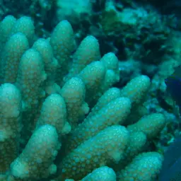 Staghorn Coral, photo 11