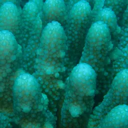 Staghorn Coral, photo 12