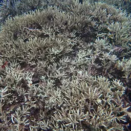 Staghorn Coral, photo 1