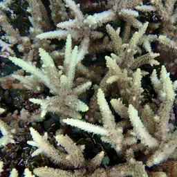Staghorn Coral, photo 2