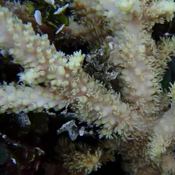 Staghorn Coral, photo 3
