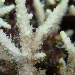 Staghorn Coral, photo 4