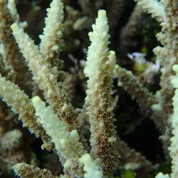 Staghorn Coral, photo 5