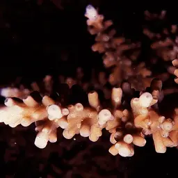 Staghorn Coral, photo 6