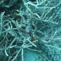 Staghorn Coral, photo 7