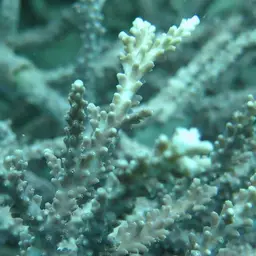 Staghorn Coral, photo 8